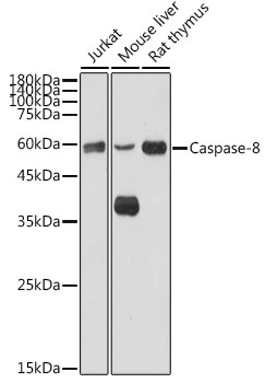 Caspase 8 Antibody in Western Blot (WB)