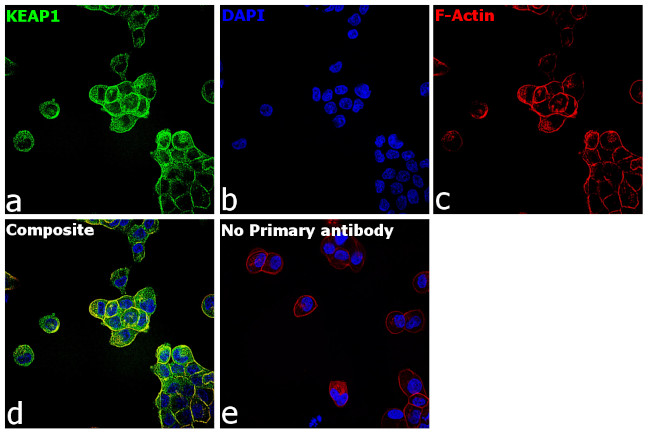 KEAP1 Antibody in Immunocytochemistry (ICC/IF)