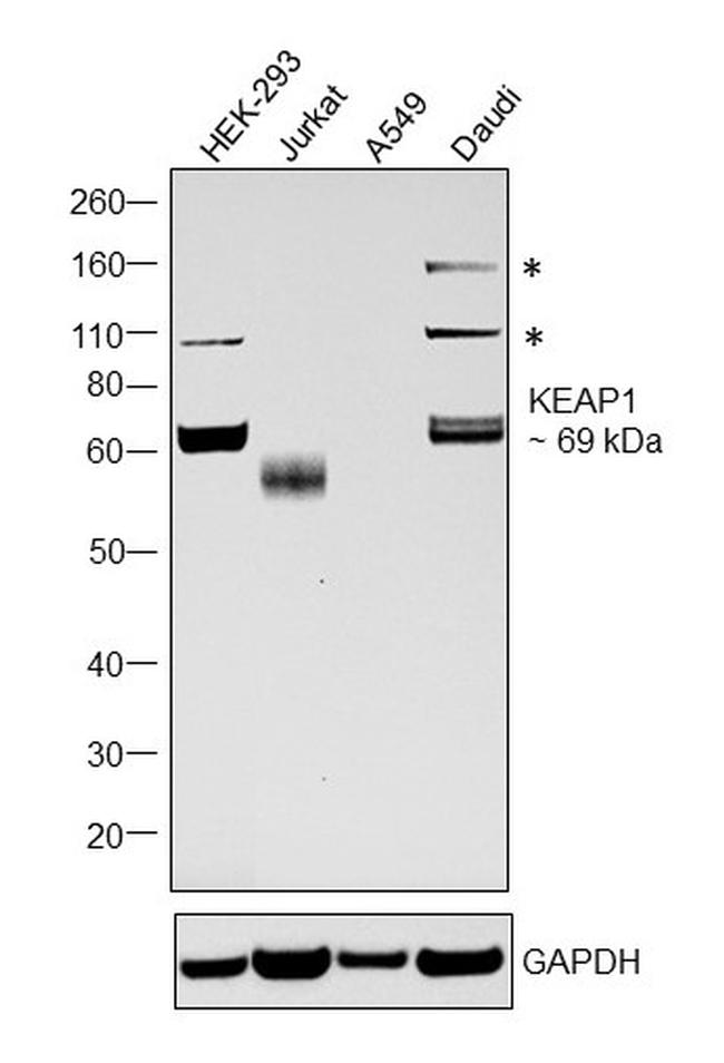 KEAP1 Antibody in Western Blot (WB)