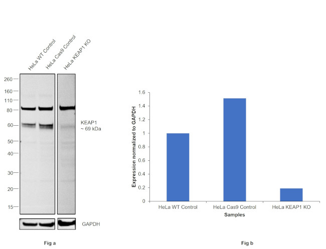 KEAP1 Antibody in Western Blot (WB)