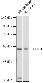 KEAP1 Antibody in Western Blot (WB)