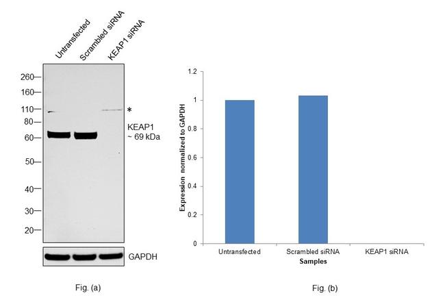 KEAP1 Antibody in Western Blot (WB)