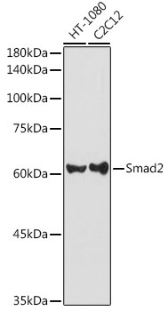 SMAD2 Antibody in Western Blot (WB)