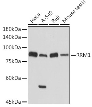 RRM1 Antibody in Western Blot (WB)