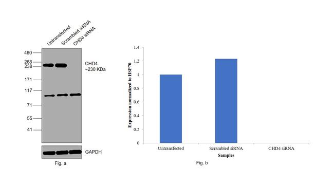 CHD4 Antibody in Western Blot (WB)