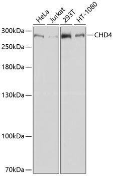 CHD4 Antibody in Western Blot (WB)