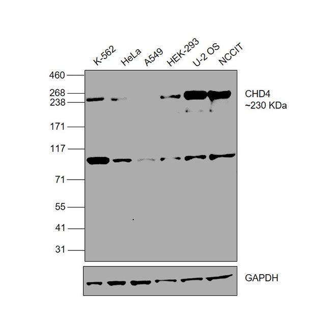 CHD4 Antibody in Western Blot (WB)