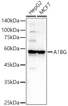 A1BG Antibody in Western Blot (WB)