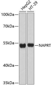 NAPRT1 Antibody in Western Blot (WB)