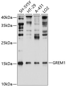GREM1 Antibody in Western Blot (WB)