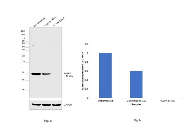 FABP7 Antibody in Western Blot (WB)