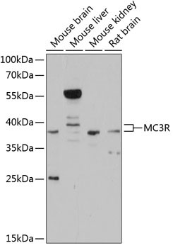 MC3R Antibody in Western Blot (WB)