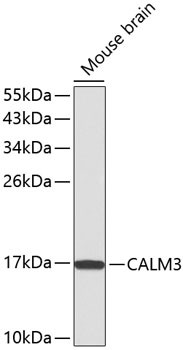 Calmodulin 3 Antibody in Western Blot (WB)