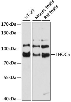 THOC5 Antibody in Western Blot (WB)