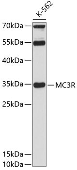 MC3R Antibody in Western Blot (WB)