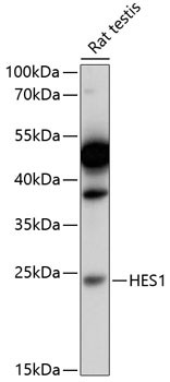 HES1 Antibody in Western Blot (WB)