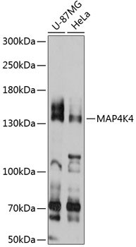 HGK Antibody in Western Blot (WB)