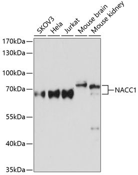 NAC1 Antibody in Western Blot (WB)