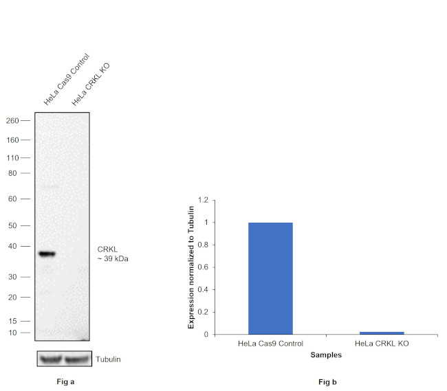 CrkL Antibody