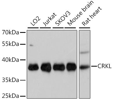 CrkL Antibody in Western Blot (WB)