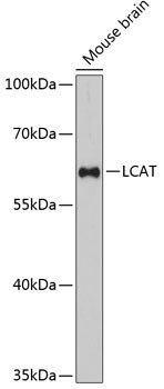 LCAT Antibody in Western Blot (WB)