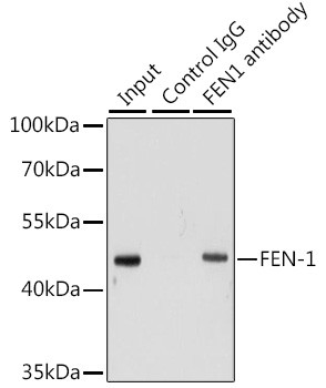 FEN1 Antibody in Immunoprecipitation (IP)