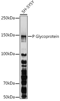 P-Glycoprotein Antibody in Western Blot (WB)