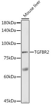 TGFBR2 Antibody in Western Blot (WB)