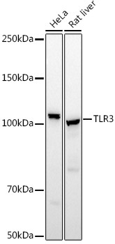 TLR3 Antibody in Western Blot (WB)