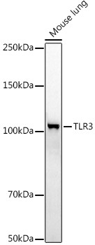 TLR3 Antibody in Western Blot (WB)