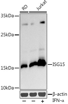 ISG15 Antibody in Western Blot (WB)