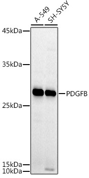 PDGF-BB Antibody in Western Blot (WB)