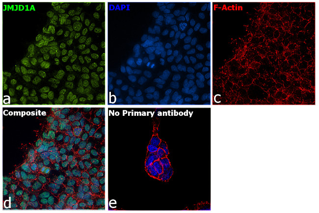 JMJD1A Antibody in Immunocytochemistry (ICC/IF)