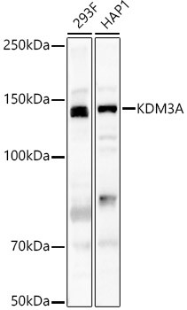 JMJD1A Antibody in Western Blot (WB)