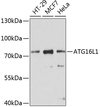 ATG16L1 Antibody in Western Blot (WB)