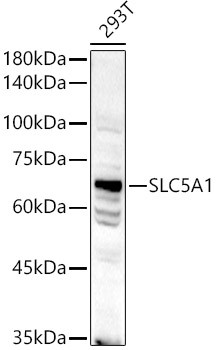 SGLT1 Antibody in Western Blot (WB)