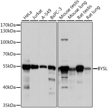 BYSL Antibody in Western Blot (WB)