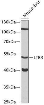 LTBR Antibody in Western Blot (WB)