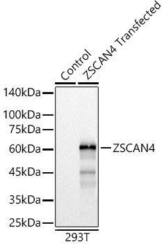 ZSCAN4 Antibody in Western Blot (WB)