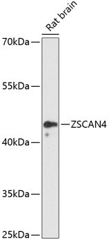 ZSCAN4 Antibody in Western Blot (WB)