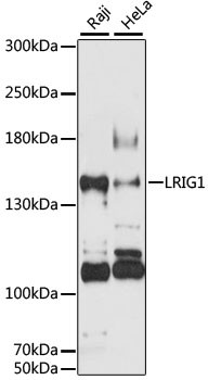 LRIG1 Antibody in Western Blot (WB)