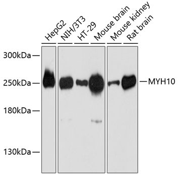 MYH10 Antibody in Western Blot (WB)