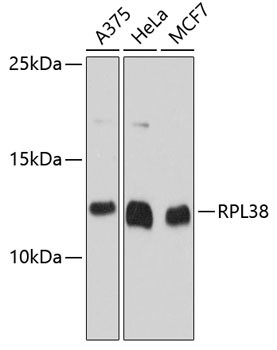 RPL38 Antibody in Western Blot (WB)