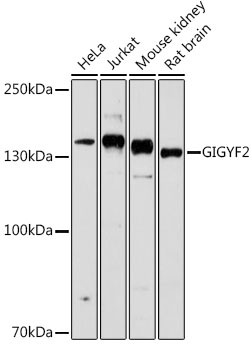 GIGYF2 Antibody in Western Blot (WB)