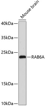 RAB6A Antibody in Western Blot (WB)
