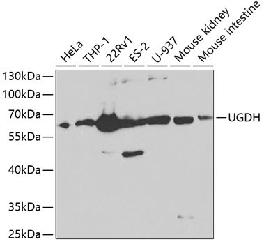 UGDH Antibody in Western Blot (WB)