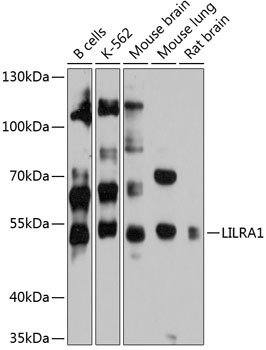 LILRA1 Antibody in Western Blot (WB)