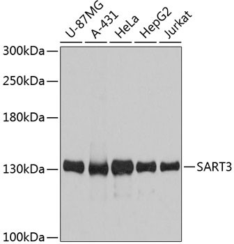 SART3 Antibody in Western Blot (WB)