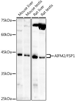 AMID Antibody in Western Blot (WB)