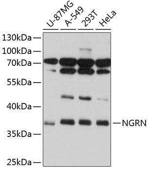 NGRN Antibody in Western Blot (WB)